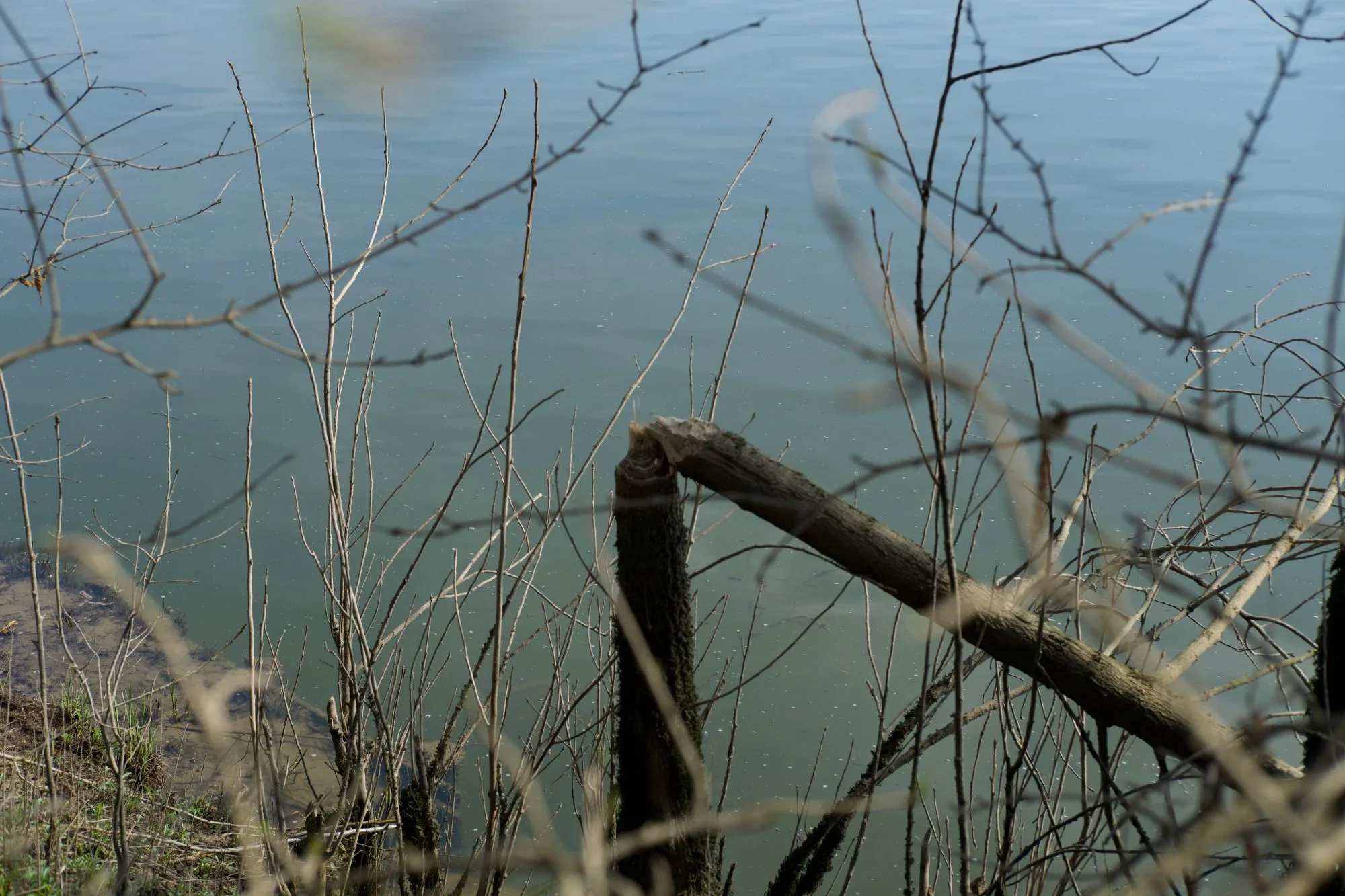 Tronc rongé en pointe par un castor, au bord de l’eau