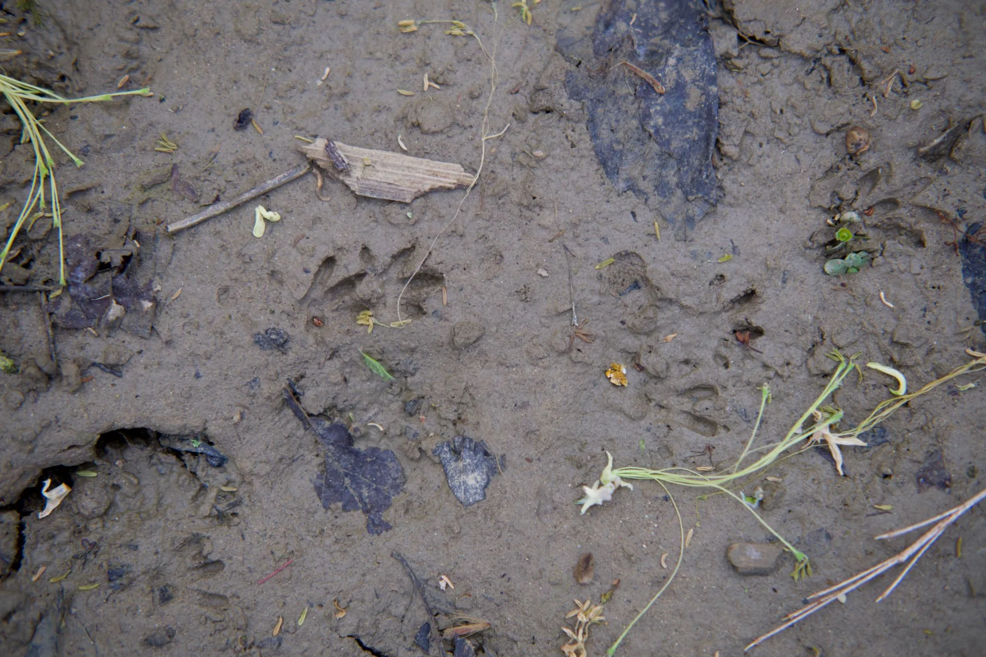 Empreintes d’animal dans la vase, au bord de l’eau