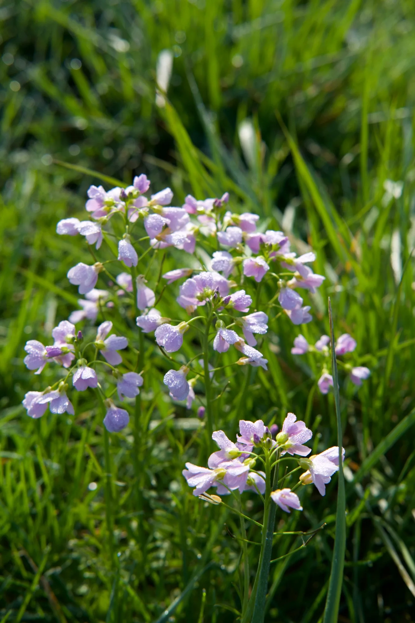 Fleurs mauves couvertes de rosée dans l’herbe
